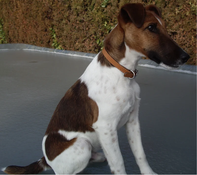 Smooth Fox Terrier photo thumbnail 2