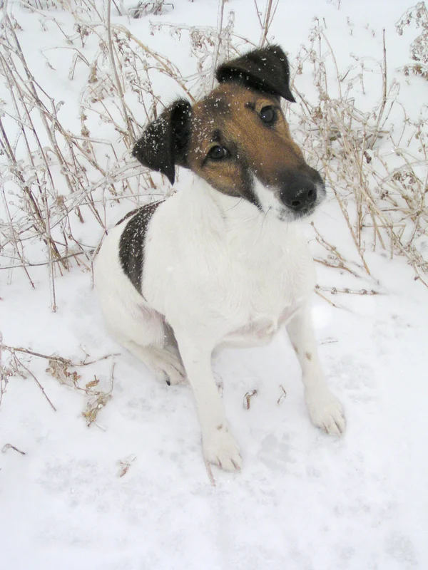 Smooth Fox Terrier photo thumbnail 3