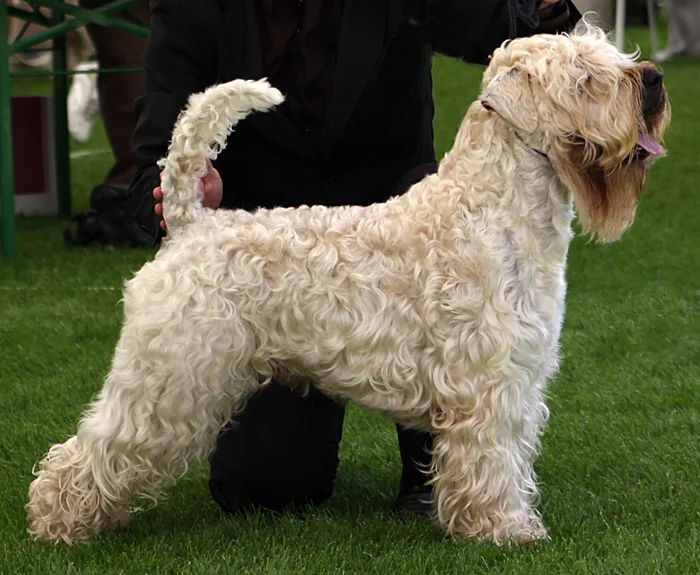 Soft-Coated Wheaten Terrier photo thumbnail 1