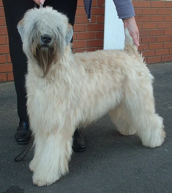 Soft-Coated Wheaten Terrier photo thumbnail 2