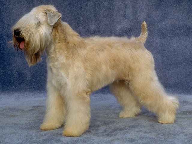 Soft-Coated Wheaten Terrier photo thumbnail 3