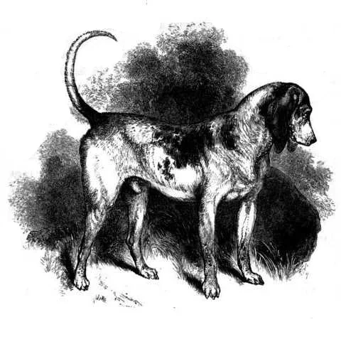 Southern Hound - Hound breed known for being Gentle and Intelligent