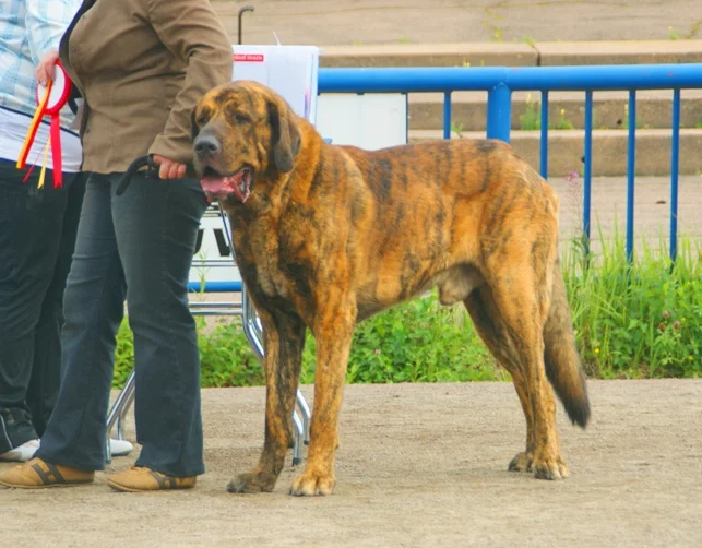 Spanish Mastiff, a 80% match to Neapolitan Mastiff