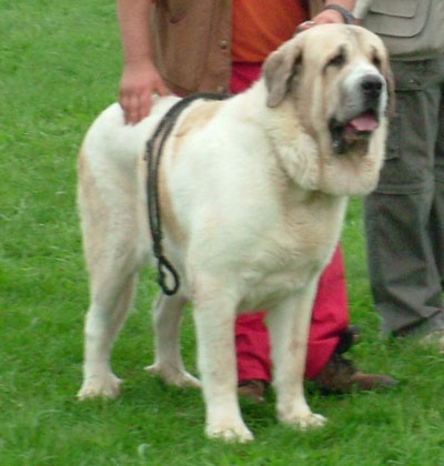 Spanish Mastiff photo thumbnail 4