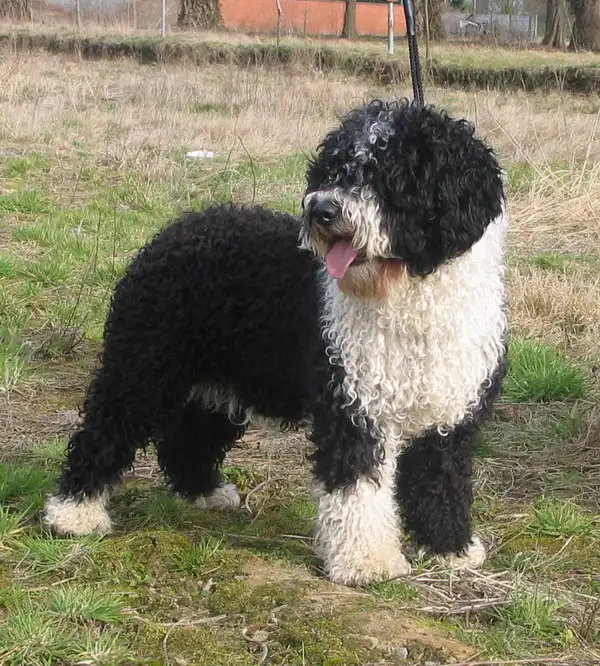 Spanish Water Dog, a 89% match to Schapendoes