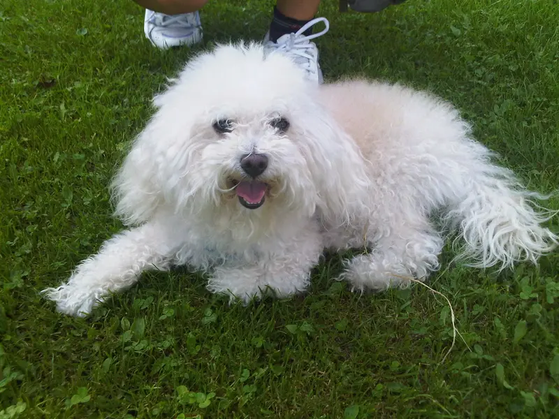 Spino degli Iblei - Hound breed known for being Affectionate and Energetic