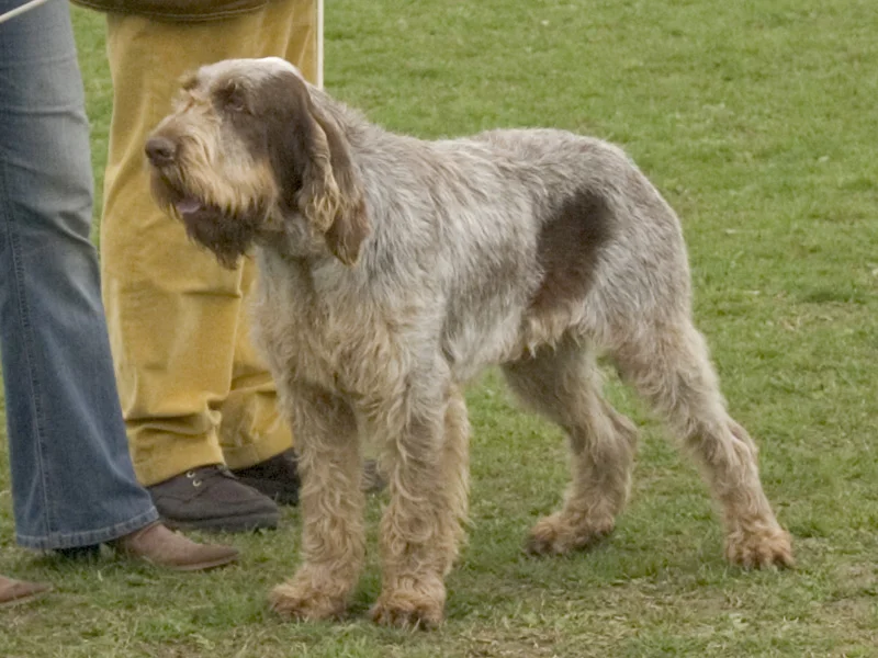Spinone Italiano, a 89% match to Clumber Spaniel