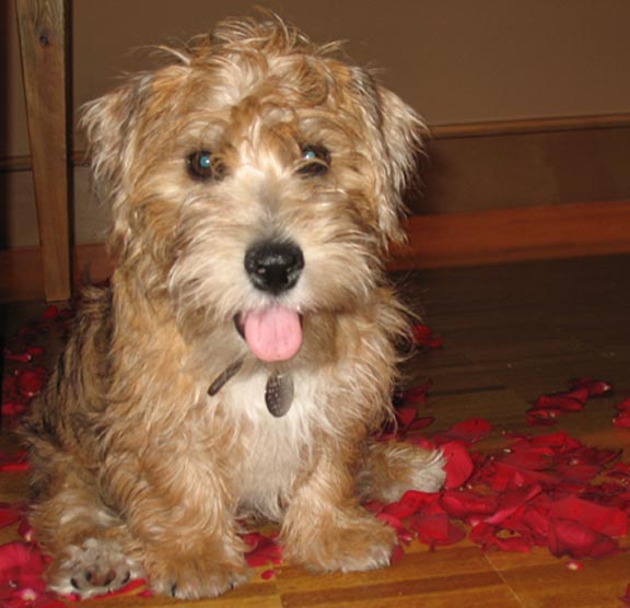 Sporting Lucas Terrier - Terrier breed known for being Affectionate and Energetic