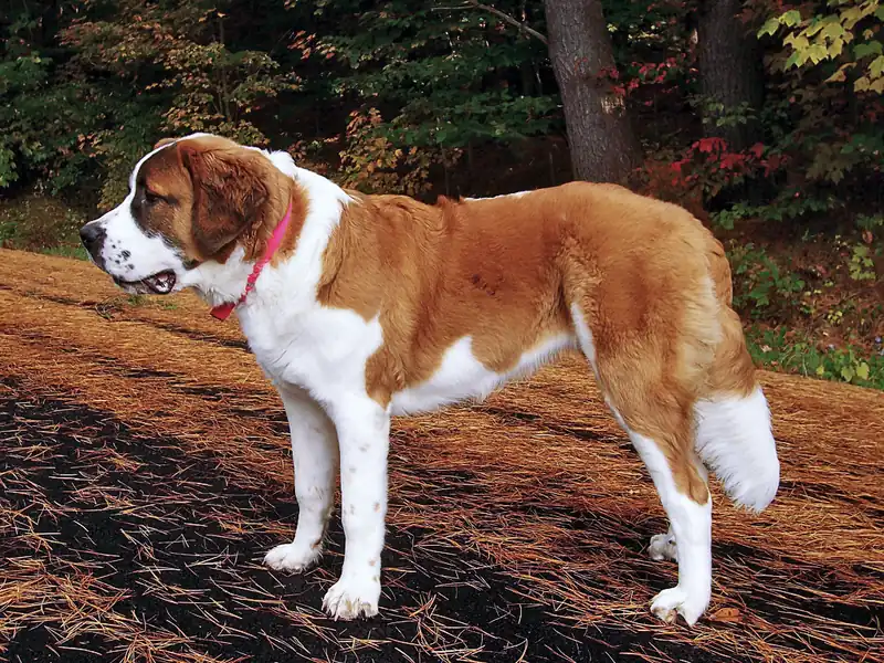 St. Bernard - Working breed, Calm and Gentle