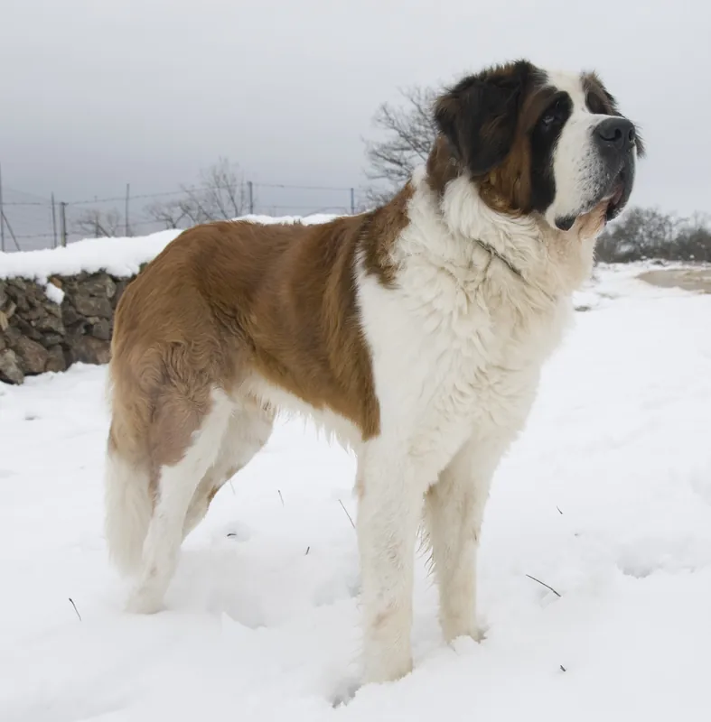 St. Bernard photo thumbnail 2