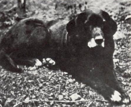 St. John's Water Dog photo thumbnail 2