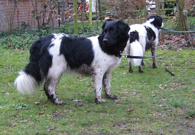 Stabyhoun, a 90% match to Welsh Springer Spaniel