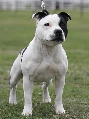 Staffordshire Bull Terrier, a 89% match to Soft-Coated Wheaten Terrier