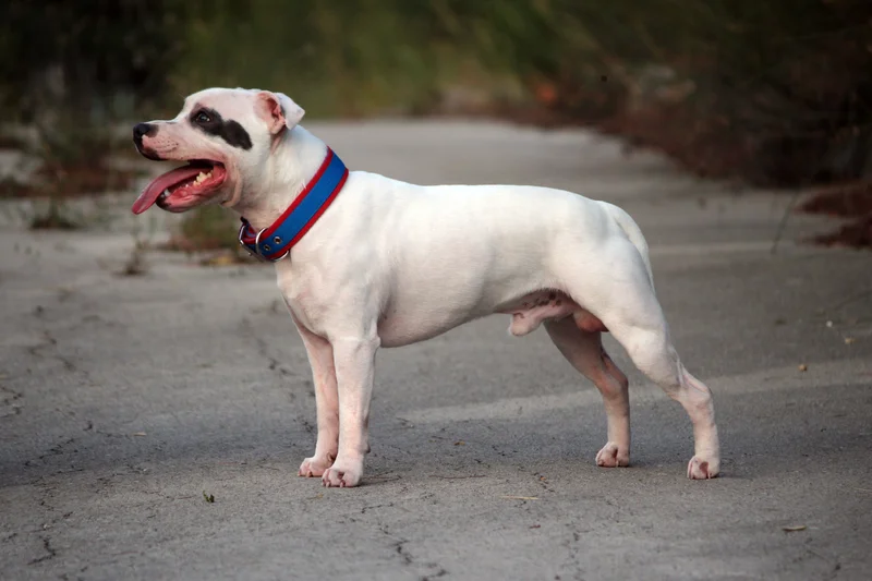 Staffordshire Bull Terrier photo thumbnail 3