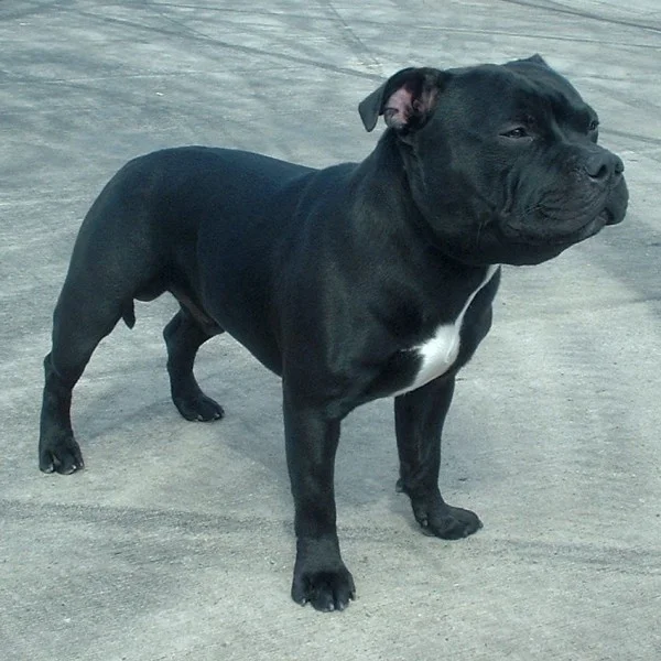 Staffordshire Bull Terrier photo thumbnail 5
