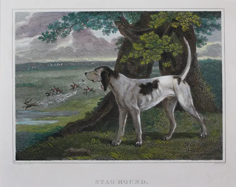 Staghound, a 88% match to Podenco Valenciano