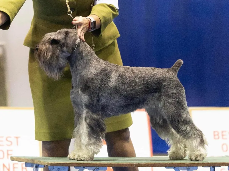 Standard Schnauzer photo thumbnail 1