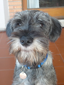 Standard Schnauzer photo thumbnail 4