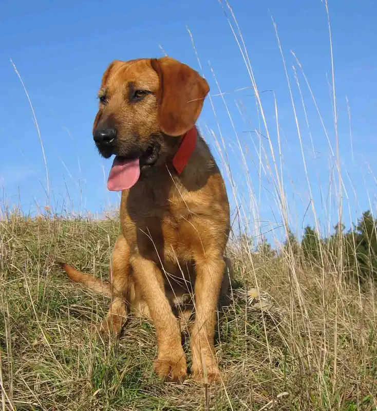 Styrian Coarse-haired Hound, a 90% match to Segugio Maremmano
