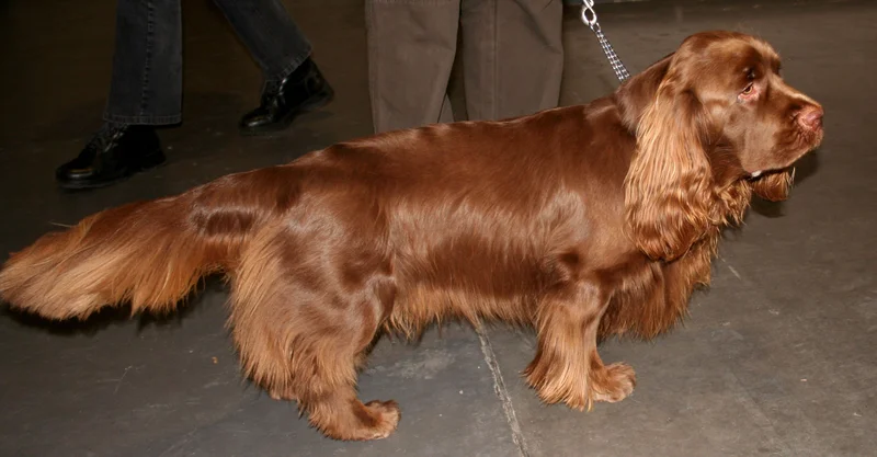 Sussex Spaniel, a 87% match to Clumber Spaniel