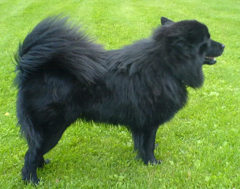 Swedish Lapphund, a 81% match to Old English Sheepdog