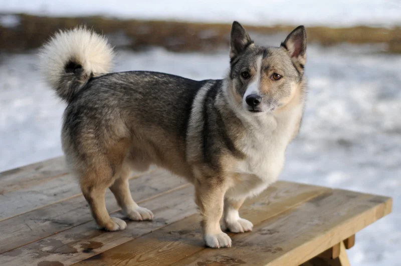Swedish Vallhund, a 90% match to English Shepherd