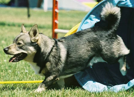 Swedish Vallhund photo thumbnail 3
