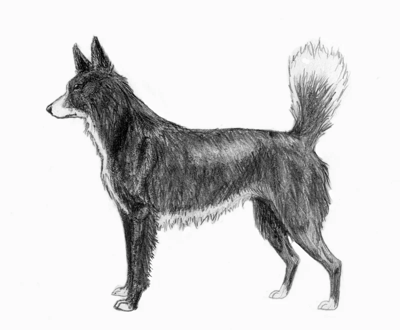Tahltan Bear Dog photo thumbnail 1
