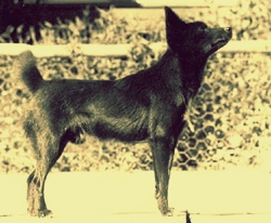 Tahltan Bear Dog photo thumbnail 2