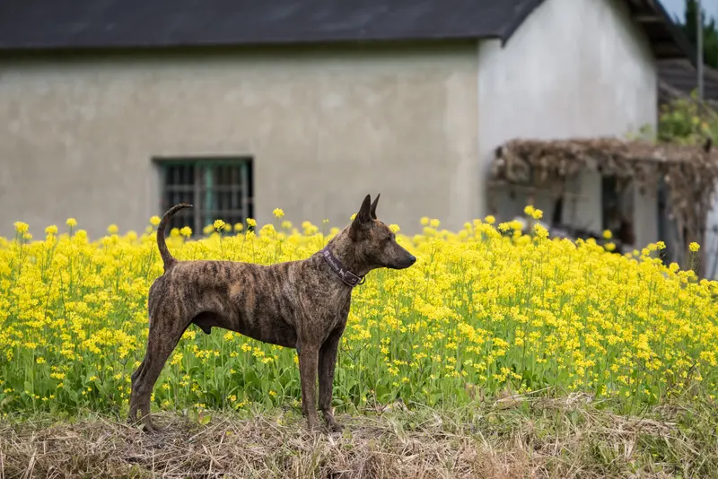 Formosan Mountain Dog photo thumbnail 1