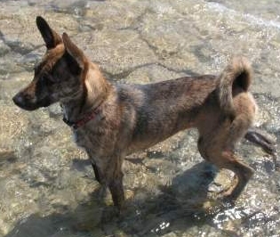 Formosan Mountain Dog photo thumbnail 2