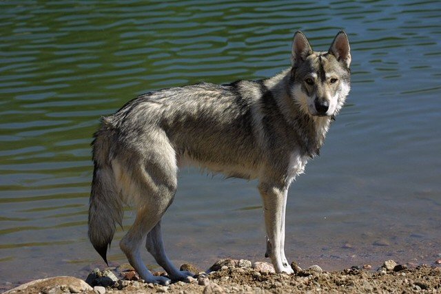 Tamaskan Dog, a 83% match to Samoyed