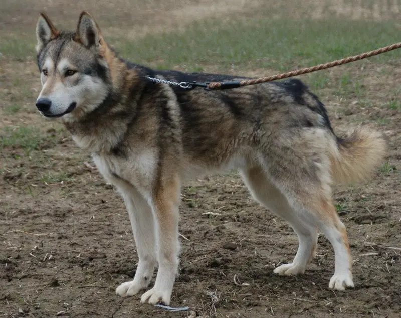 Tamaskan Dog photo thumbnail 2