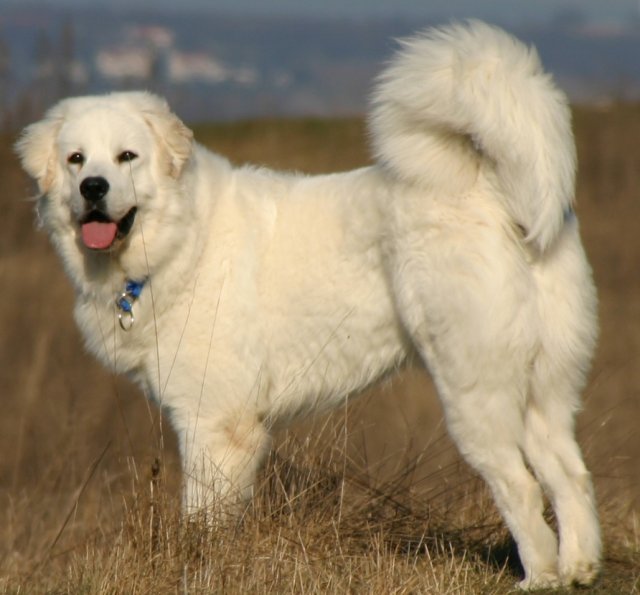 Polish Tatra Sheepdog, a 87% match to Aksaray Malaklisi