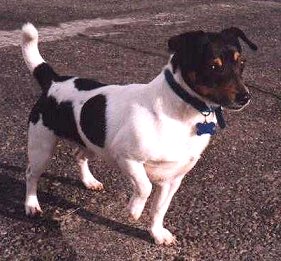 Teddy Roosevelt Terrier, a 89% match to Brazilian Terrier