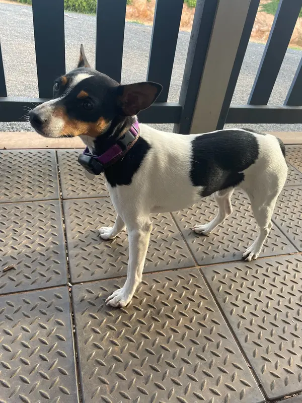 Tenterfield Terrier, a 88% match to American Bully