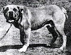 Terceira Mastiff, a 90% match to Broholmer
