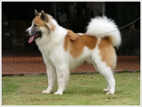 Thai Bangkaew Dog, a 89% match to Ryukyu