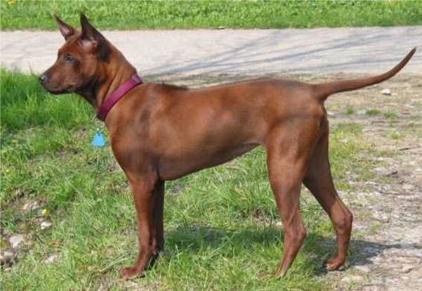 Thai Ridgeback, a 82% match to Borzoi