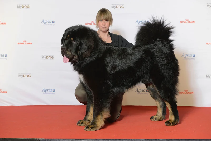 Tibetan Mastiff, a 81% match to Neapolitan Mastiff