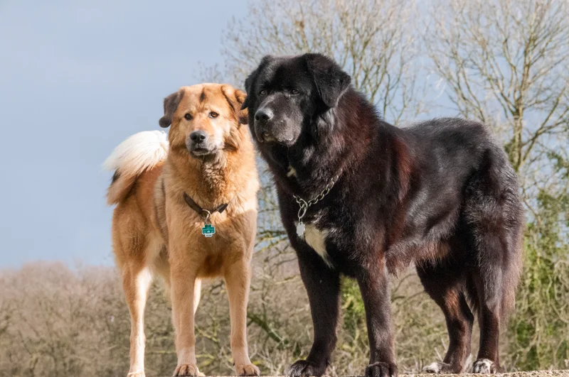 Tibetan Mastiff photo thumbnail 2