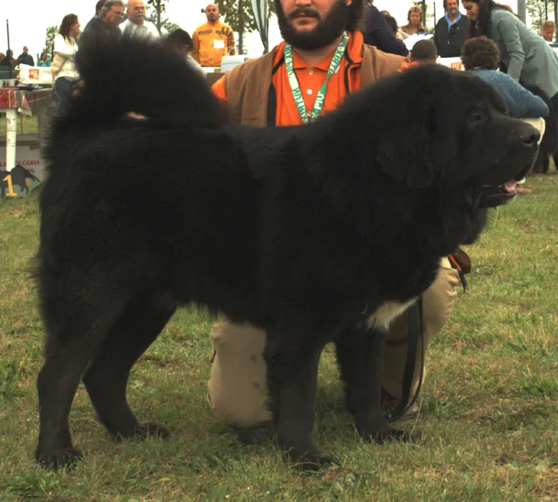 Tibetan Mastiff photo thumbnail 5