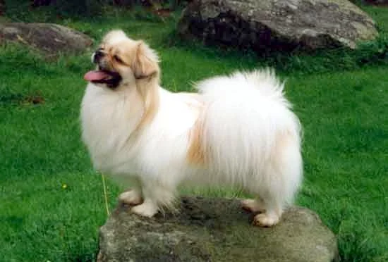 Tibetan Spaniel - Non-Sporting breed known for being Affectionate and Alert