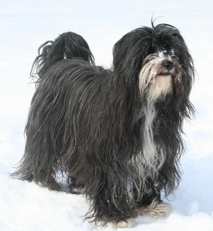 Tibetan Terrier, a 89% match to Xoloitzcuintli