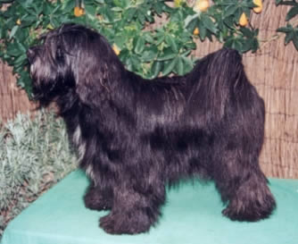 Tibetan Terrier photo thumbnail 3