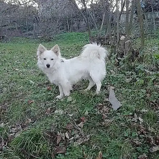 Tonya Finosu, a 83% match to Samoyed
