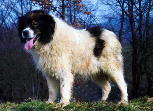 Tornjak, a 87% match to Kurdish Mastiff