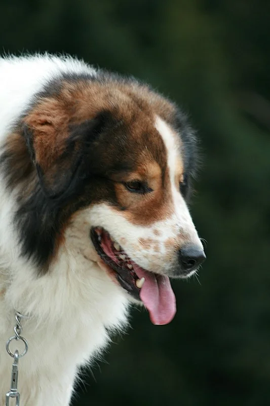 Tornjak photo thumbnail 2