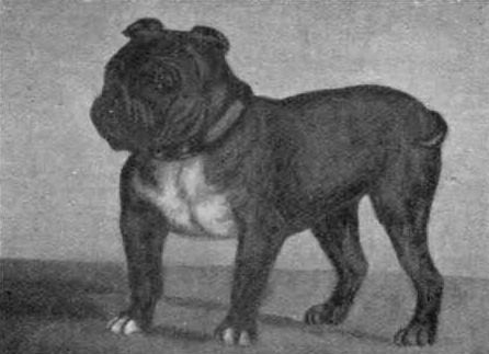 Toy Bulldog, a 83% match to Continental Bulldog