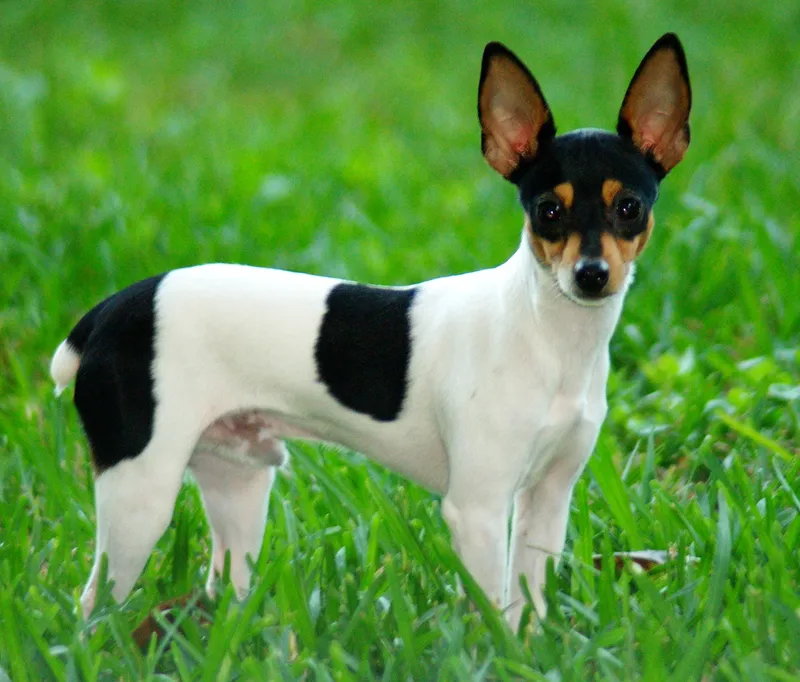 Toy Fox Terrier, a 84% match to Prazsky Krysarik